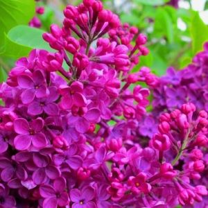 Meet your Posher, adelielilac